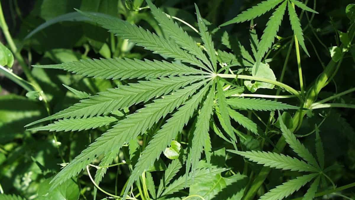 Cannabis medicinal: Colombia autoriza su exportación