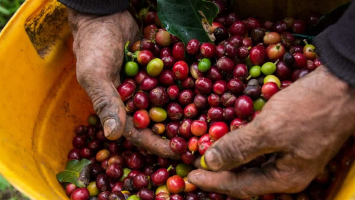 Precio del café colombiano llega a máximos históricos