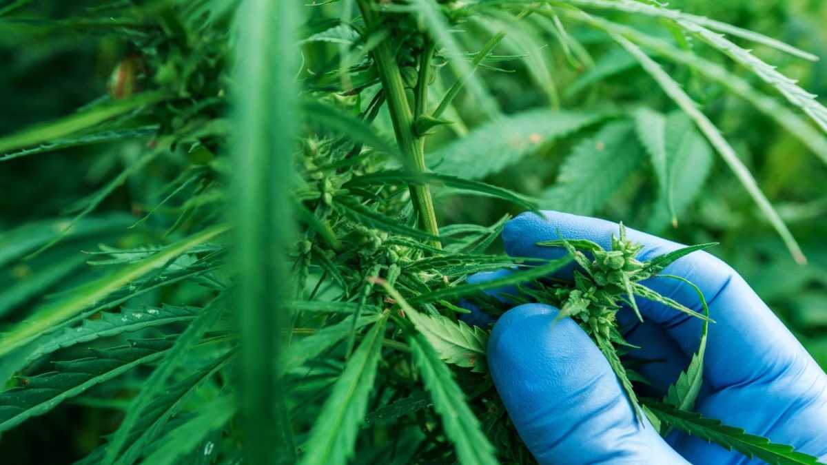 Auge en la exportación de cannabis medicinal desde Colombia