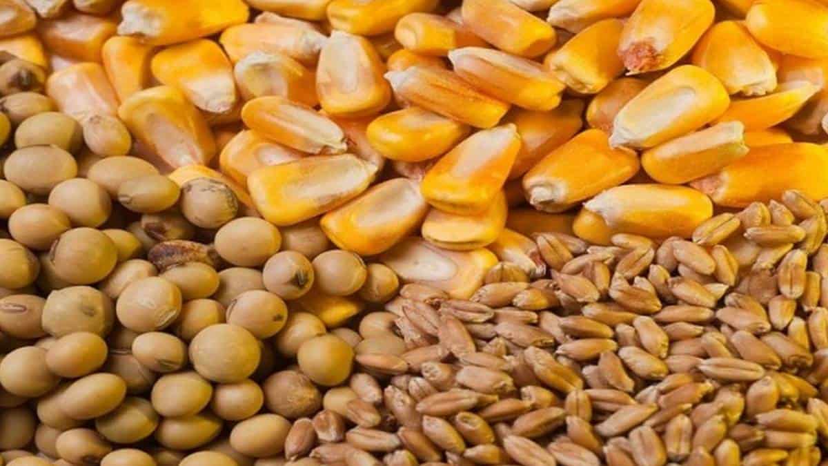 Precio de la soja y el trigo suben a pesar de la volatilidad