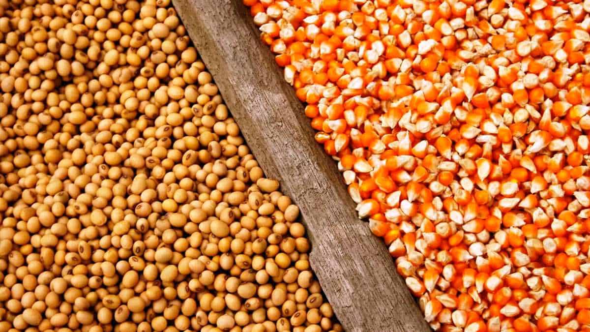 Soja y maíz con panorama incierto: comportamiento de sus precios en los mercados mundiales