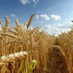 Precio del trigo superó máximo de hace 8 años en Chicago