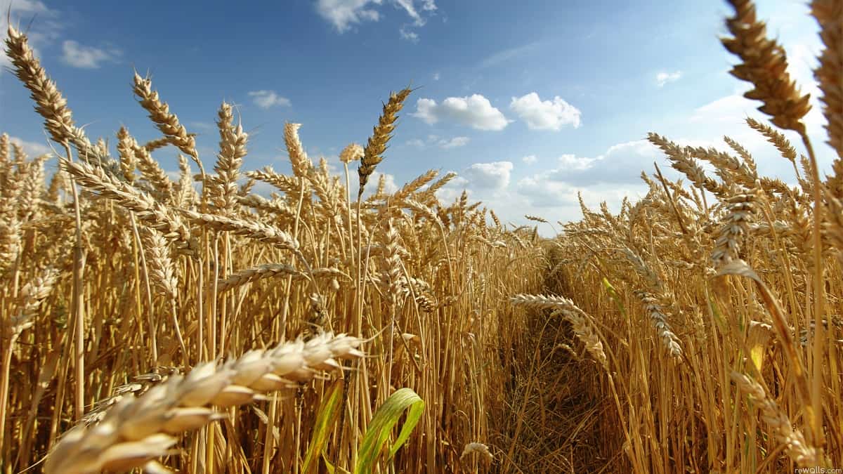 Precio del trigo superó máximo de hace 8 años en Chicago